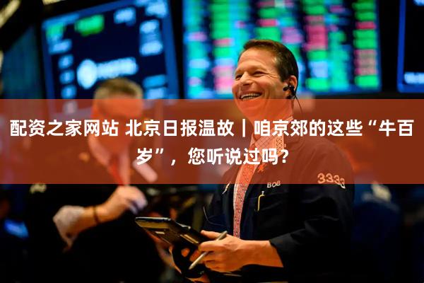 配资之家网站 北京日报温故｜咱京郊的这些“牛百岁”，您听说过吗？